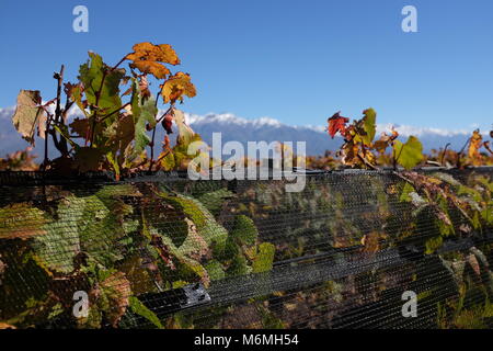 Vines in Argentina in autumn Stock Photo