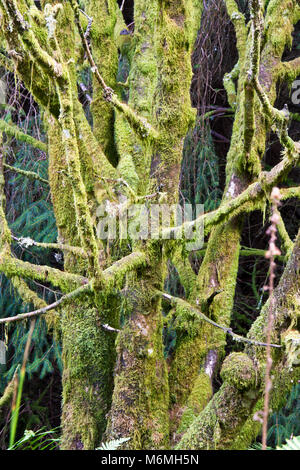 Moss covered tree branches Stock Photo