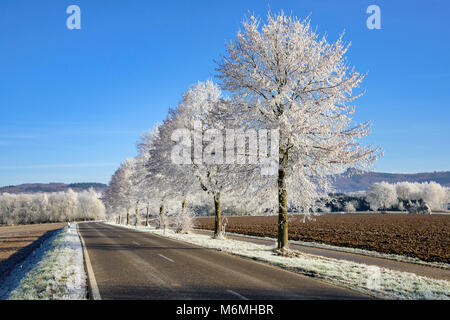 Empty country road lined with trees powdered with hoarfrost in a rural winter landscape on a sunny and frosty day with blue sky, Rhineland-Palatinate