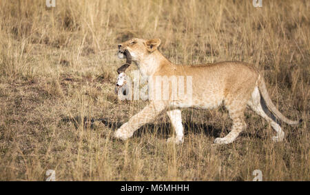 Young lion cub proudly struts through the Masai Mara with the remains of a kill in his mouth. The horns are all that is left of an unlucky wildebeest. Stock Photo
