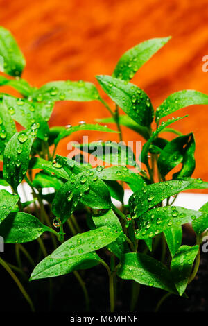 Green young pepper for seedlings. Drops of water on leaves Stock Photo