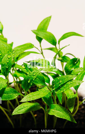 Young pepper seedlings covered with drops of water. On a white background Stock Photo