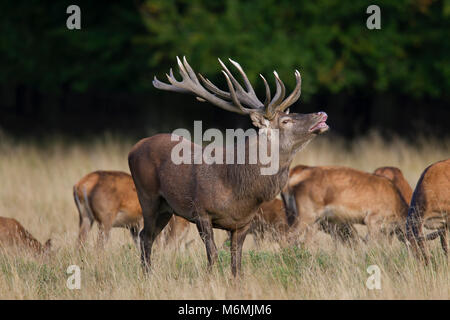 Red deer (Cervus elaphus) hinds and stag exhibiting the flehmen response by wrinkling its nose and lifting its lips during the rut in autumn forest Stock Photo