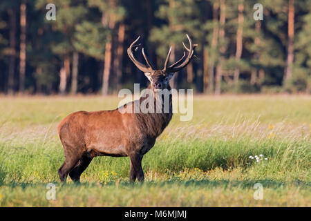 Red deer (Cervus elaphus) stag in field at forest 's edge during the rut in autumn Stock Photo