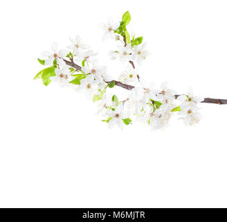 Blossoming apple tree branch isolated on white background. Stock Photo