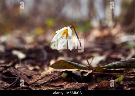 Avalanche lily in the spring forest, flowers of the North Caucasus, Russia Stock Photo