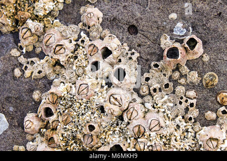 Barnacles and shells encrusted on the rocks by the sea Stock Photo