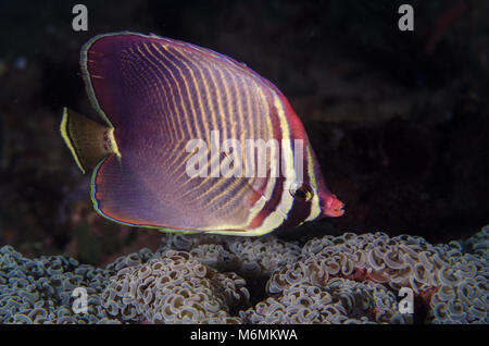 Eastern triangular butterflyfish, Chaetodon baronessa, Chaetodontidae,  Anilao, Philippines, Asia Stock Photo