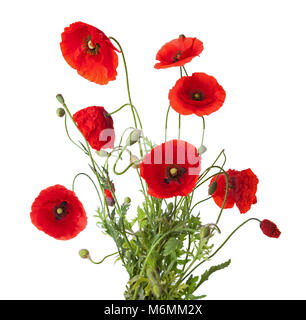 Bouquet of red poppies isolated on white background with empty space ...