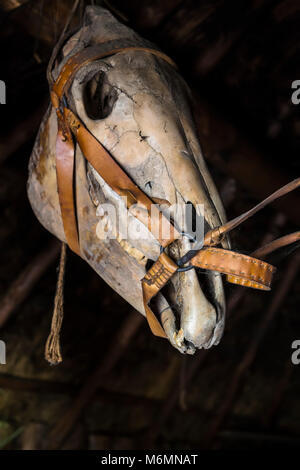 Skull of a horse on a dark background old barn Stock Photo
