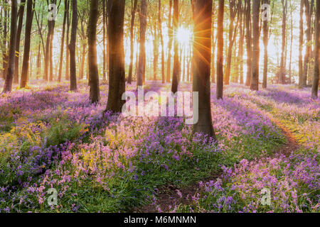 Beautiful woodland bluebell forest in spring. Purple and pink flowers under tree canopys with sunrise at dawn Stock Photo