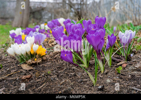 Bunches of spring crocus growing in the home garden. Stock Photo