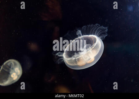 White jellyfish (phyllorhiza punctata) swimming in aquarium - wild life animal