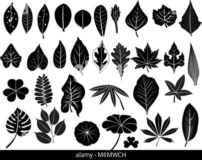 silhouette leaves vector set, grape, acacia, fern, elm, poplar, oak, maple, lush bamboo, cassava, teak, pennywort, tamarind, lotus, caladium, for deco Stock Vector