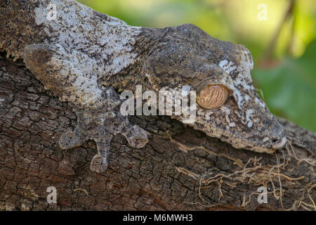 Closeup of a Smooth-backed Gliding Gecko (Ptychozoon lionotum) Photographed in Madagascar Stock Photo