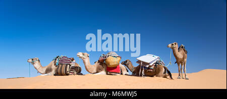Panorama of camels in the Sand dunes desert of Sahara, South Tunisia Stock Photo