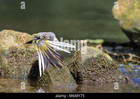 Detailed close up of wild, juvenile grey wagtail (Motacilla cinerea) fanning out tail feathers & preening on rocks by UK water's edge. Stock Photo