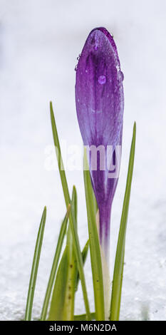 Purple crocus in the snow, starting to thaw, beads and droplets of water on the petals Stock Photo