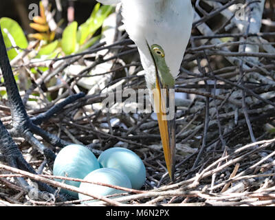 closeup of Egret adjusting her three blue eggs in her nest Stock Photo