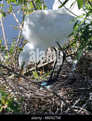 Great white Egret tending her nest with three pretty blue eggs Stock Photo