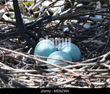 Three pretty blue Egret eggs in nest Stock Photo