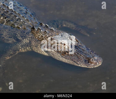 Alligator swimming through murky water Stock Photo