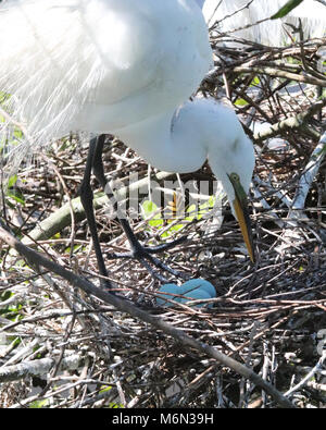 Great white Egret protectively checks on her three blue eggs in nest at Gatorland park in Orlando, Florida.