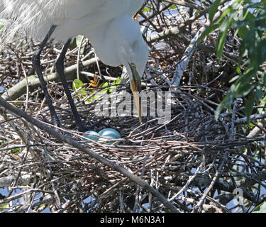 In the swamps at Gatorland park, you'll see Great White Egrets taking care of their nests and eggs during breading season which runs February to June Stock Photo