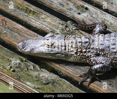 Alligator resting on wooden deck at Gatorland in Orlando, Florida Stock Photo