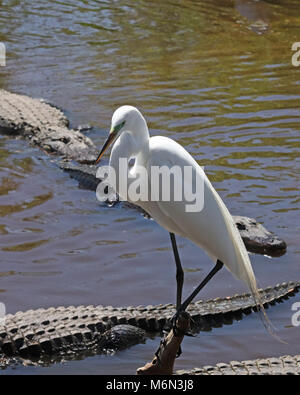 Great White Egret on small perch surrounded by Alligators Stock Photo