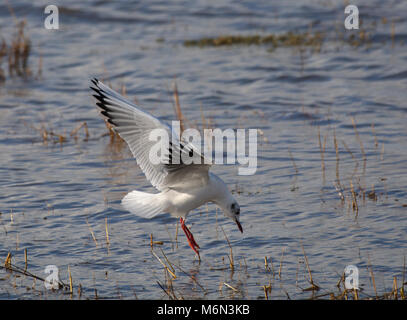 black-headed gull, Larus ridibundus, Chroicocephalus ridibundus, hunting in shallow water at edge of Morecambe Bay, Lancashire, UK Stock Photo