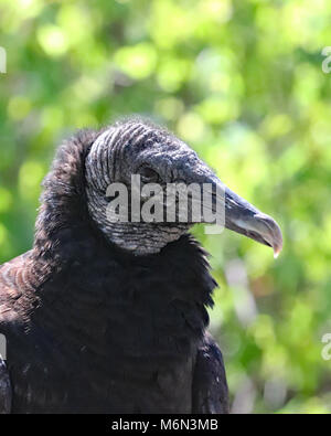 American Black Vulture (Coragyps atratus) profile closeup Stock Photo
