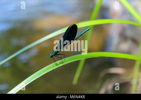 Blue dragonfly on green leaf with water in background Stock Photo