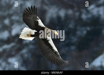 Steller's sea eagle fishing. Adult Steller's sea eagle (Haliaeetus pelagicus). Stock Photo