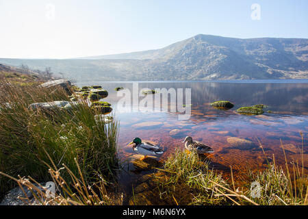 Clear water lake with ducks and hills or mountains on the background in Ireland Stock Photo