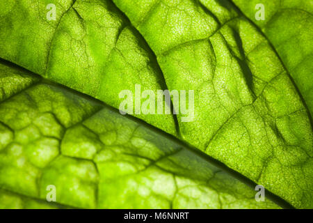 Green leaf macro photo with veins texture, natural background photo with selective focus Stock Photo