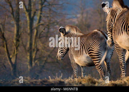 Rear view of two beautiful Grevy's zebra (Equus grevyi) standing isolated outdoors at West Midlands Safari Park, UK, in early evening winter sunlight. Stock Photo