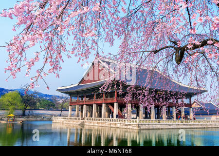 Gyeongbokgung Palace with cherry blossom in spring, Seoul in Korea. Stock Photo