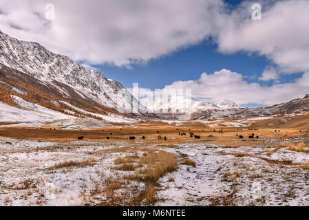 A herd of yaks and horses grazes against the background of snow-capped mountains and golden trees after the first snow in autumn Stock Photo