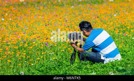 Professional photographer takes photos with camera on tripod at flowers field. Stock Photo