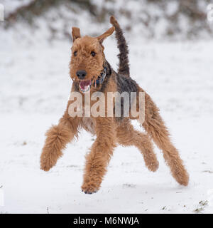 airedale terrier in snow Stock Photo