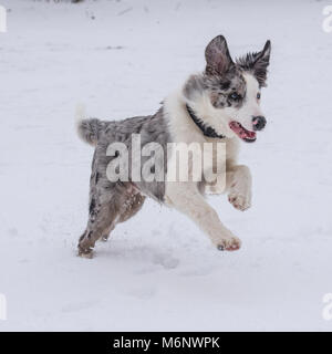 border collie Stock Photo