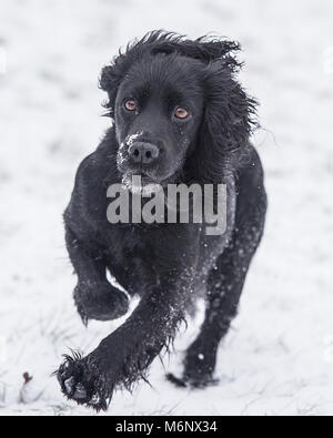 black cocker spaniel  dog running in snow Stock Photo