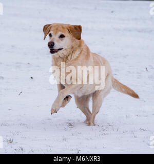 labrador retriever yellow in snow Stock Photo