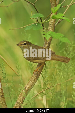 Radde's Warbler (Phylloscopus schwarzi) adult perched on branch  Hebei, China          May Stock Photo