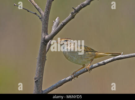 Radde's Warbler (Phylloscopus schwarzi) adult perched on twig  Hebei, China          May Stock Photo