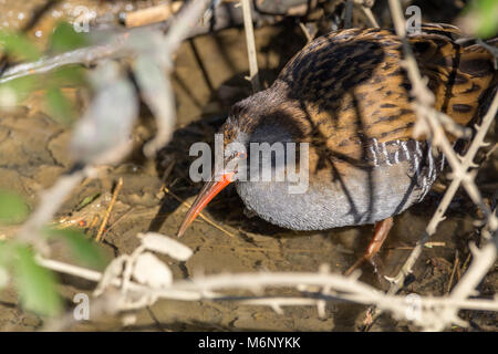 Water rail (Rallus aquaticus)  searching for food in a wet ditch area by a stream at Arundel wetland centre UK. It was mostly undercover in vegetation
