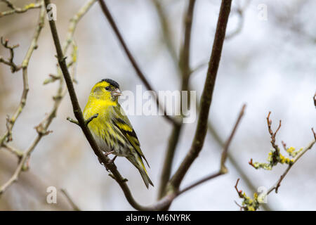 Siskin (Carduelis spinus) a small lively finch with forked tail and streaky yellow green body and long narrow bill. Male has blackish crown and bib. Stock Photo