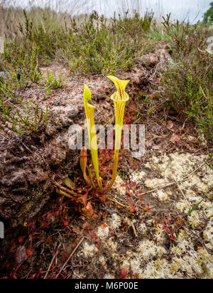 Insectivorous flowers of the yellow pitcher plant Sarracenia flava growing with round leaved sundew in former peat diggings on the Somerset levels UK Stock Photo