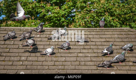 Flock of town pigeons sunning on a tiled house roof in London UK Stock Photo
